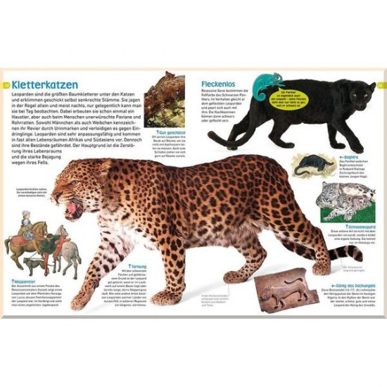 Dorling Kindersley Verlag memo Wissen entdecken: Katzen. Mack Andreas Blatteins. ISBN:9783831033973