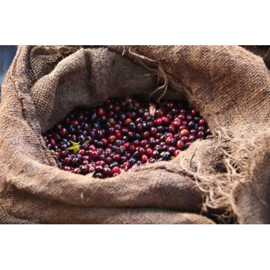 Арабіка Ефіопія Джимма (Arabica Ethiopia Djimmah) 500г. Свіжообсмажена кава