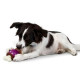 Premier Bouncy Bone - A superstrong toy feeding trough for dogs